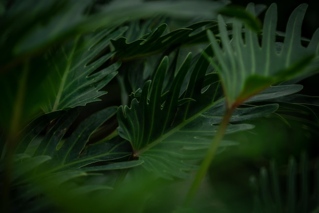 Vollbild von Pflanzen