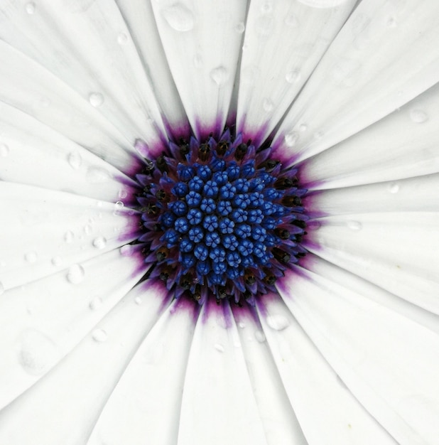 Foto vollbild von purpurfarbener blütepflanze