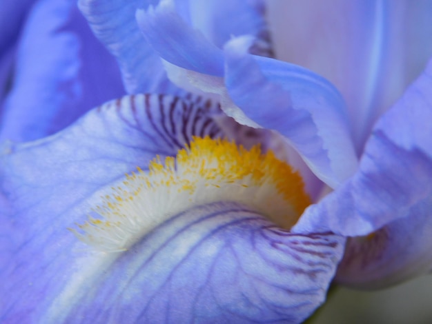 Foto vollbild von purpurroter irisblüte