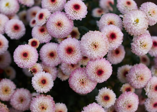 Foto vollbild von rosa blühenden pflanzen