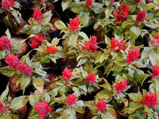 Foto vollbild von rosa blühenden pflanzen