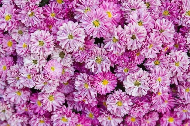 Vollbild von rosa Blumen, die im Freien blühen