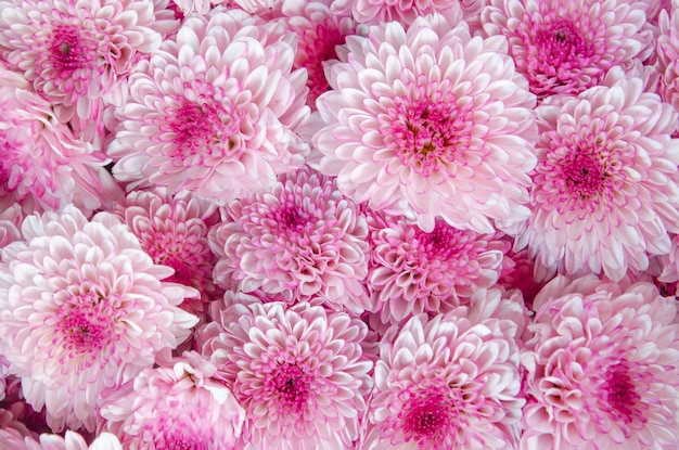 Vollbild von rosa Dahlien zum Verkauf auf dem Markt