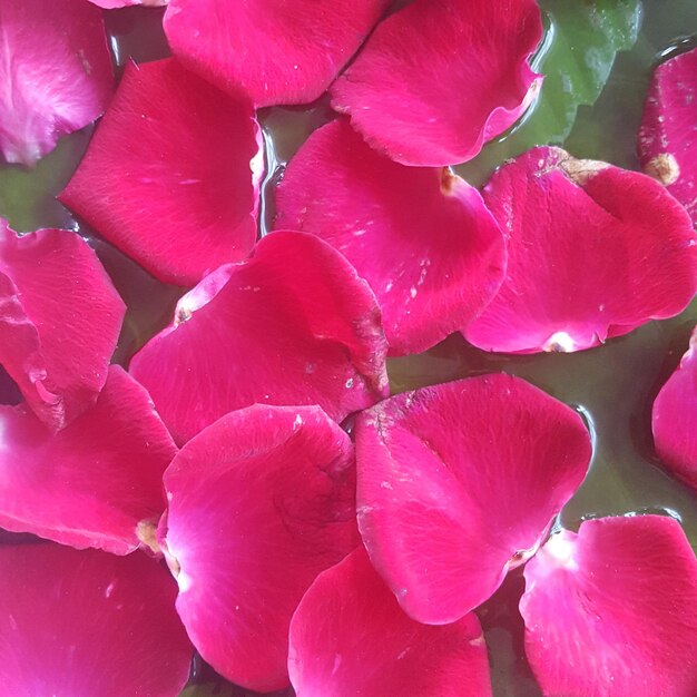 Foto vollbild von rosafarbenen rosen