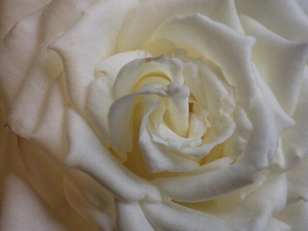 Vollbild von Rose