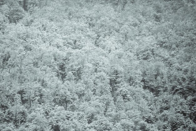 Foto vollbild von schnee auf pflanzen