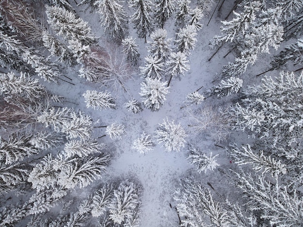 Foto vollbild von schneebedeckten bäumen im wald