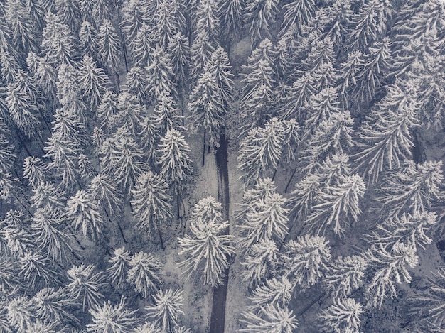 Vollbild von schneebedeckten Kiefern