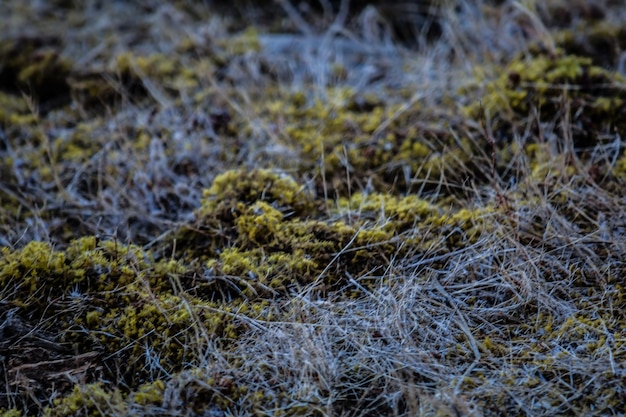 Foto vollbild von trockenem gras auf dem feld