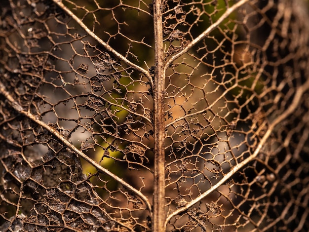 Foto vollbild von trockenen blättern