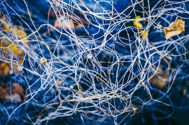 Foto vollbild von trockenen pflanzen