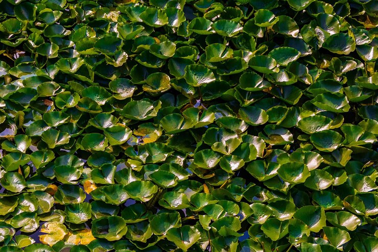 Foto vollbild von wasserlilien