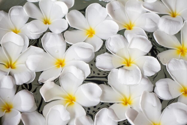 Foto vollbild von weißen blütenpflanzen