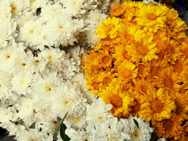 Vollbild von weißen und gelben Blumen