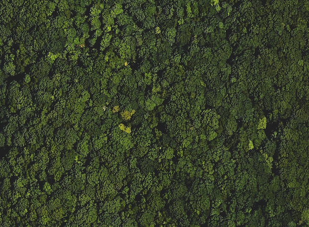 Vollbildaufnahme von Bäumen im Wald