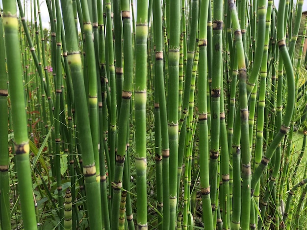 Vollbildaufnahme von Bambuspflanzen auf dem Feld