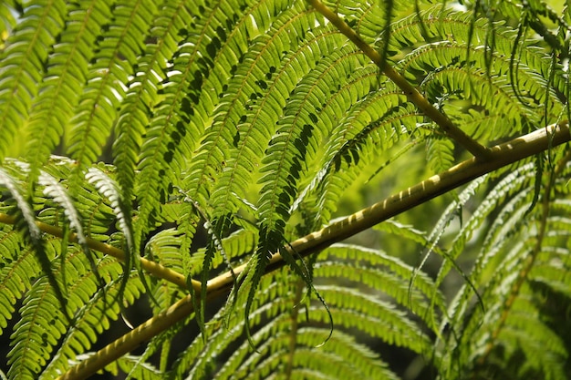 Vollbildaufnahme von Blättern