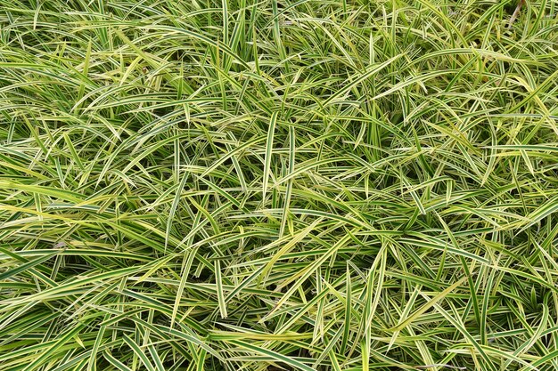 Vollbildaufnahme von Pflanzen auf dem Feld