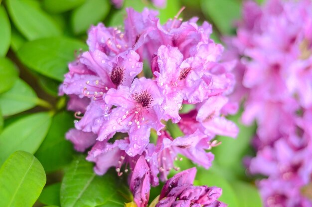 Vollblühende Blume der königlichen Azalee