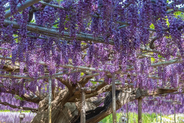 Vollblühende Purple Giant Doppelblütige Wisteria-Blütenspaliere