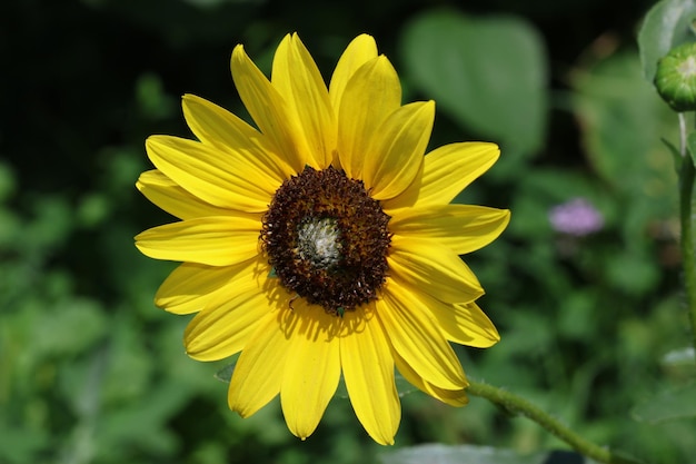 Foto vollblühende sonnenblume