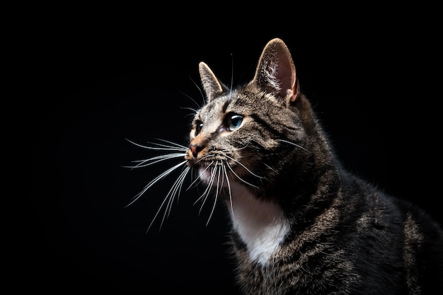 Vollblut erwachsene Katze fotografiert im Studio auf schwarzem Hintergrund Closeup Portrait