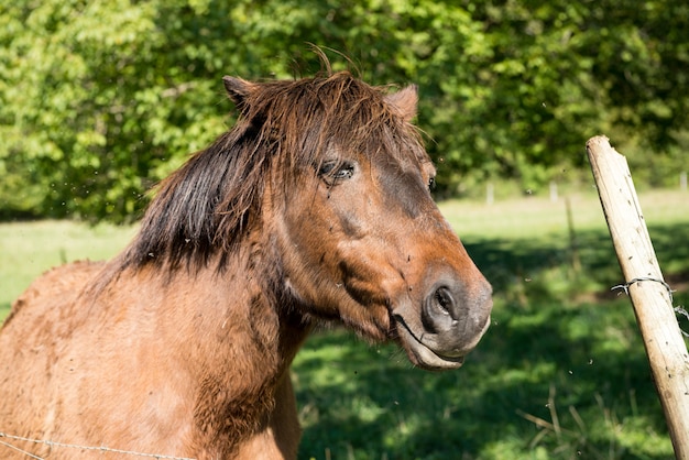 Vollblutpferd auf Bauernhof Seitenansicht