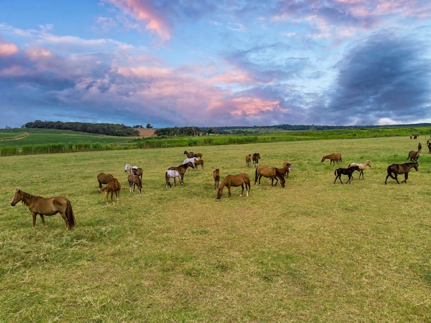 Vollblutpferde, die bei Sonnenuntergang auf einem Feld grasen