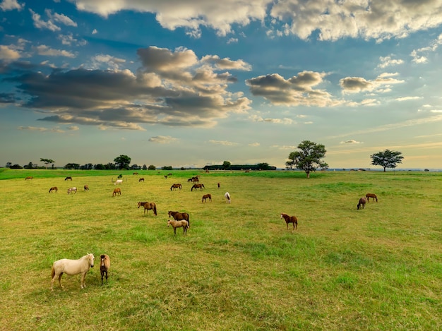 Vollblutpferde, die bei Sonnenuntergang auf einem Feld weiden lassen.