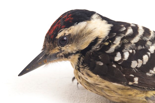 Foto vollbusiger spechtvogel