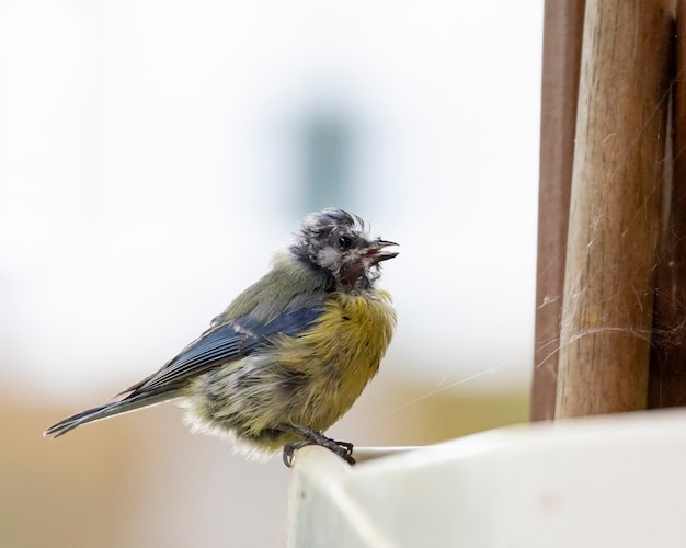 volle Aufnahme des kleinen Vogels