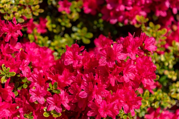 Volle Blüte bunte indische Azaleen Rhododendron simsii blüht im Frühling