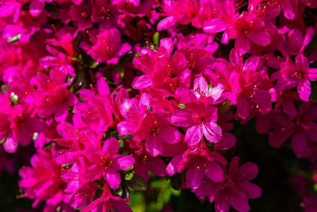 Volle Blüte bunte indische Azaleen Rhododendron simsii blüht im Frühling