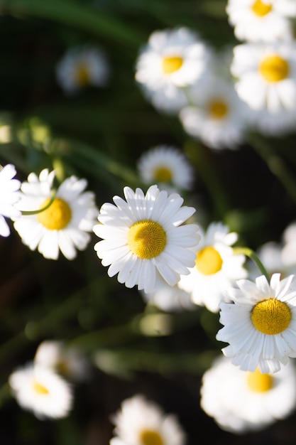 Volle Blüte der Kamille blüht Gartenkamille