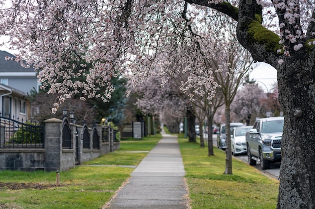 Volle Blüte der Kirschblüte in Vancouver City Residential Avenue BC Kanada