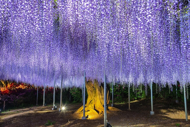 Volle Blüte Lila rosa Riese Wisteria Spalier leuchtet in der Nacht