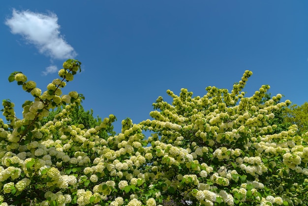 Volle Blüte von Viburnum plicatum, auch bekannt als japanische Schneeballblumen oodemari im Frühling