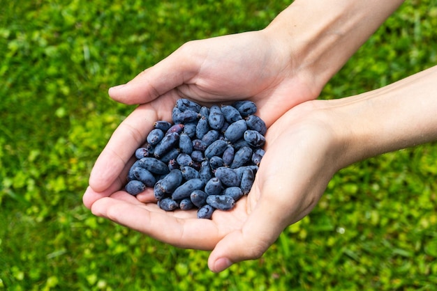 Volle Hände von Geißblattbeeren