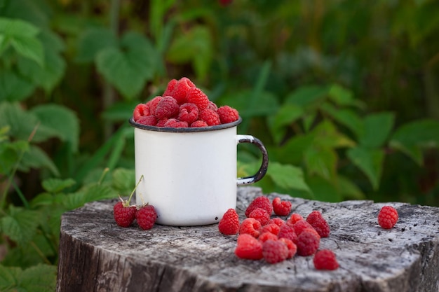 Volle Tasse frische Himbeeren essfertig auf sommergrünem Hintergrund. Gesundes Lebensstilkonzept. Ernte im Sommer.