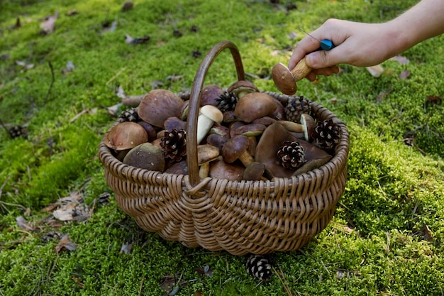 Voller Korb mit frischen Herbstpilzen.