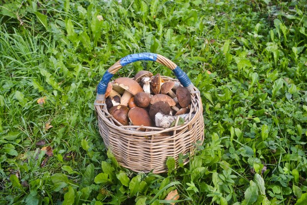 Voller Pilzkorb Das Ergebnis des erfolgreichen Sammelns von Speisepilzen im Herbstwald