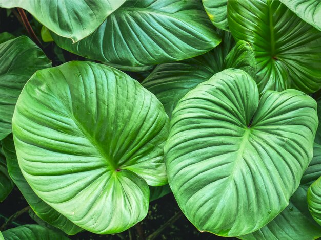 Voller Rahmen-Hintergrund von Grün-Blättern im Garten mit selektivem Fokus