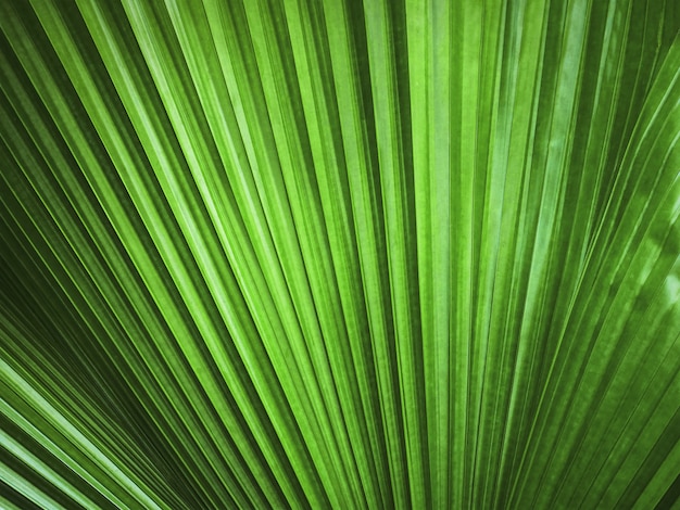 Voller Rahmenhintergrund der grünen Palmblatt-Beschaffenheit