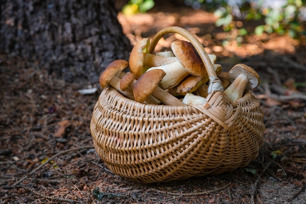 Foto voller weidenkorb mit steinpilzen im wald