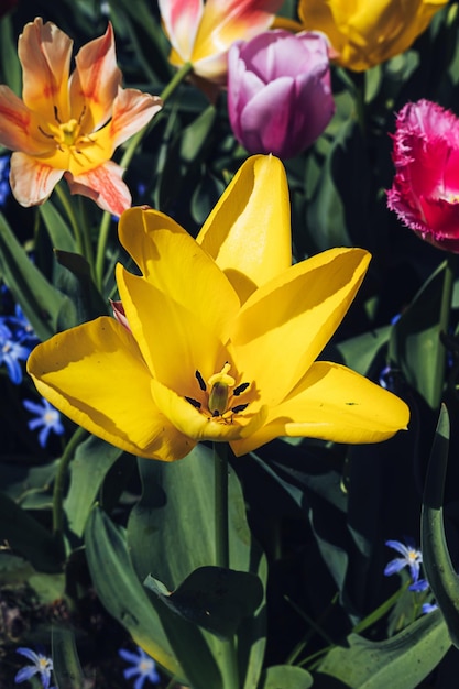 Volles Feld der schönen gelben lila und rosa offenen blühenden Tulpenblume mit grünen Blättern und Grashintergrund an einem sonnigen Sommertag auf einer Landschaft Naturtapete Blumengarten oder Wiese