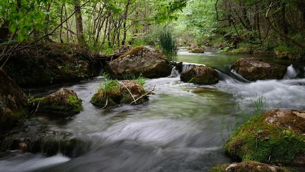 Vollfließender Fluss in einem grünen, sonnigen Wald