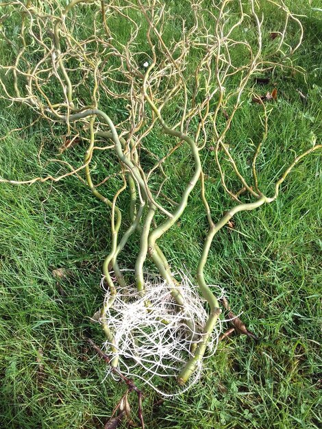 Foto vollformat-aufnahme des baumes auf dem feld