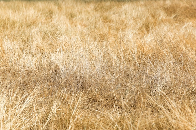 Foto vollformat-aufnahme des feldes