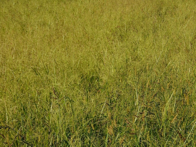 Foto vollformat-aufnahme eines grasfeldes