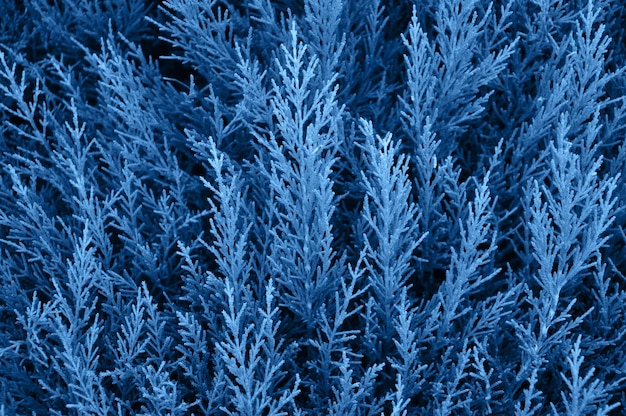 Vollformat-Aufnahme mit gefrorenen blauen Hintergründen